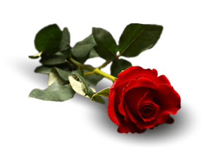 Rose rouge