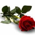Rose rouge